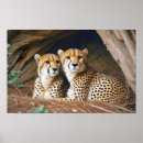 Suche nach geparden poster Safari