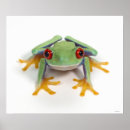 Recherche de humour de grenouille posters Animaux
