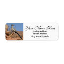 Suche nach roadrunner Arizona