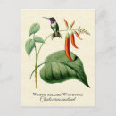 Recherche de oiseau mer cartes postales Colibri