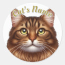 Suche nach braune katze aufkleber Kätzchen