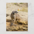 Suche nach erdmaennchen postkarten Erdmännchen