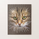 Recherche de cat puzzles Chaton