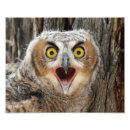 Recherche de jeune hibou posters Nature