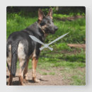 Recherche de bergers horloges Chiot