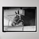 Suche nach vintages pferd poster Fotografie