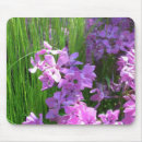 Recherche de phlox tapis souris Floral