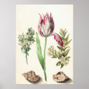 Suche nach botanisch poster Illustration