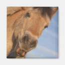 Recherche de grande taille magnets Animal