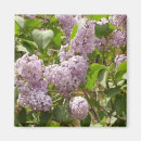 Recherche de seringue magnets Fleur