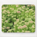 Recherche de sedum tapis souris Floral