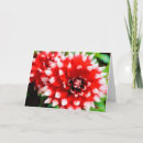 Suche nach weiße dahlien karten Aquarell