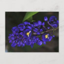 Recherche de fleur gingembre cartes postales Tropical