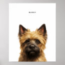 Suche nach cairn terrier poster Welpe