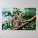 Suche nach koala poster Baby