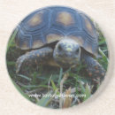 Suche nach schildkröte untersetzer Rot