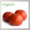 Recherche de tomate mûre posters Nourriture