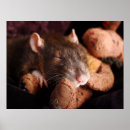 Recherche de dormir posters Animaux domestiques