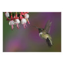 Recherche de archilochus posters Colibri à gorge rubis