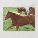 Recherche de galopant cartes postales Cheval