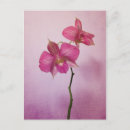 Recherche de orchidée rose cartes postales Floral