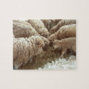 Recherche de agneaux puzzles Doux