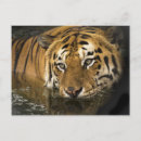 Recherche de yeux tigre cartes postales Animal