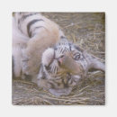 Recherche de tigre magnets Petit animal