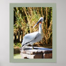 Suche nach pelican poster Bird