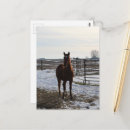 Recherche de équin cartes postales Belle