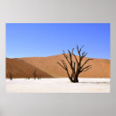 Suche nach afrika baum poster Namibia