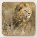 Suche nach männlicher löwe untersetzer Wildtiere