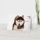 Suche nach sibirischer husky Huskies