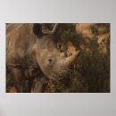 Suche nach nashorn poster Wild lebende tiere