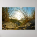 Suche nach strandhafer poster Natur