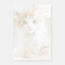 Suche nach orange und weißes kätzchen poster Niedlich