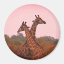 Suche nach rosa giraffe magnete Giraffen