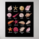 Suche nach lustige muschel poster Meer