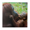 Suche nach orang utans fliesen Baby