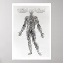 Suche nach andreas vesalius poster Bedingungen