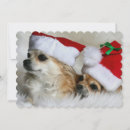 Suche nach schoßhund postkarten Farbbild