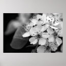 Suche nach kirschblüte blüte poster Niederlassung