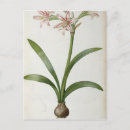 Recherche de amaryllis cartes postales Illustration