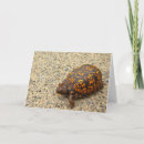 Suche nach dosenschildkröte Kasten
