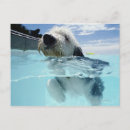 Recherche de swimming cartes postales Animal