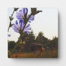 Suche nach scheune fotoplatten Blume