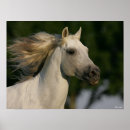Suche nach graue pferde poster Rasse