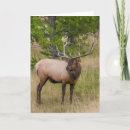 Suche nach yellowstone nationalpark karten Bulle