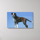 Recherche de boxeur art Brindle