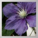 Suche nach clematis poster Lila
